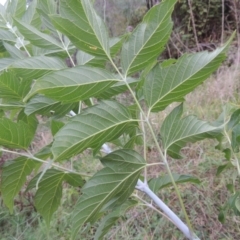 Acer negundo at Tuggeranong, ACT - 25 Feb 2023