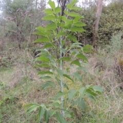 Acer negundo at Tuggeranong, ACT - 25 Feb 2023 06:30 PM