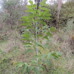 Acer negundo at Tuggeranong, ACT - 25 Feb 2023 06:30 PM