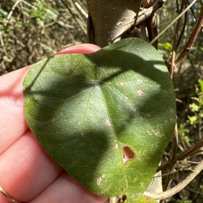 Stephania japonica (Stephania, Tape Vine, Snake Vine) at Kangaroo Valley, NSW - 25 Aug 2023 by lbradley