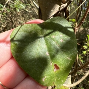 Stephania japonica at Kangaroo Valley, NSW - 25 Aug 2023