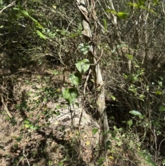 Stephania japonica at Kangaroo Valley, NSW - suppressed