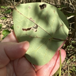 Stephania japonica at Kangaroo Valley, NSW - suppressed