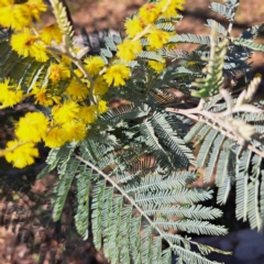 Acacia dealbata subsp. dealbata (Silver Wattle) at Majura, ACT - 24 Aug 2023 by abread111