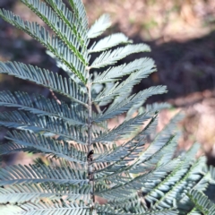 Acacia dealbata subsp. dealbata at Majura, ACT - 24 Aug 2023
