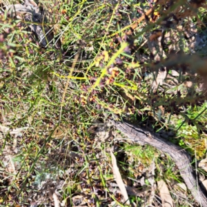 Daviesia genistifolia at Majura, ACT - 24 Aug 2023