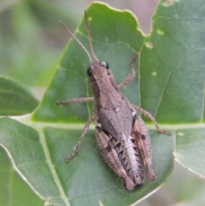 Phaulacridium vittatum at Tuggeranong, ACT - 25 Feb 2023