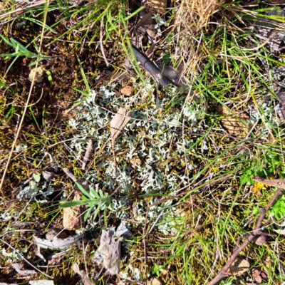 Cladia sp. (genus) at Majura, ACT - 24 Aug 2023 by abread111