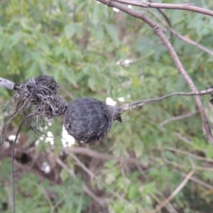 Bolboschoenus sp. at Tuggeranong, ACT - 25 Feb 2023 06:38 PM