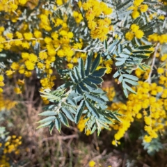 Acacia baileyana x Acacia dealbata (Cootamundra Wattle x Silver Wattle (Hybrid)) at Mount Majura - 24 Aug 2023 by abread111