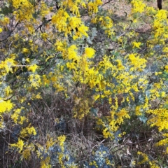 Acacia baileyana x Acacia dealbata at Majura, ACT - 24 Aug 2023 02:17 PM