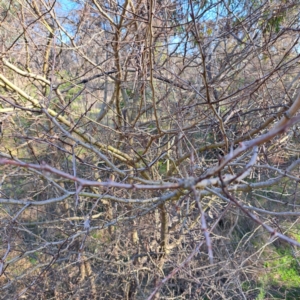 Crataegus monogyna at Majura, ACT - 24 Aug 2023