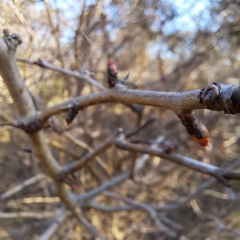 Crataegus monogyna at Majura, ACT - 24 Aug 2023