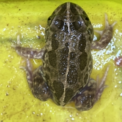 Neobatrachus sudellae (Sudell's Frog or Common Spadefoot) at Fentons Creek, VIC - 19 Aug 2023 by KL