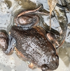 Limnodynastes dumerilii at Fentons Creek, VIC - 22 Aug 2023 by KL