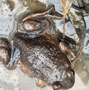 Limnodynastes dumerilii at Fentons Creek, VIC - 22 Aug 2023