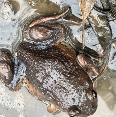 Limnodynastes dumerilii at Fentons Creek, VIC - 22 Aug 2023 by KL