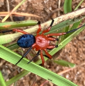 Nicodamidae (family) at Fentons Creek, VIC - suppressed