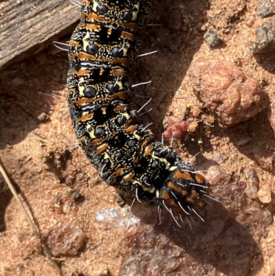 Apina callisto at Suttons Dam - 19 Aug 2023 by KL