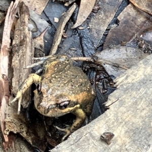 Limnodynastes dumerilii at Fentons Creek, VIC - 19 Aug 2023