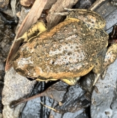 Limnodynastes dumerilii at Fentons Creek, VIC - suppressed