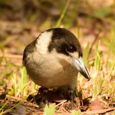 Cracticus torquatus (Grey Butcherbird) at Belconnen, ACT - 25 Aug 2023 by Thurstan