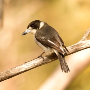 Cracticus torquatus at Belconnen, ACT - 25 Aug 2023