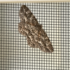 Unidentified Geometer moth (Geometridae) at Surf Beach, NSW - 25 Aug 2023 by Hejor1