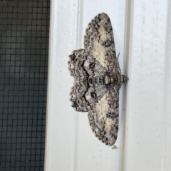 Unidentified Geometer moth (Geometridae) at Surf Beach, NSW - 25 Aug 2023 by Hejor1