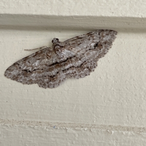 Didymoctenia exsuperata at Surf Beach, NSW - 25 Aug 2023