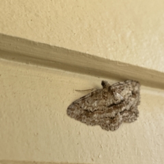 Didymoctenia exsuperata at Surf Beach, NSW - 25 Aug 2023 01:00 PM