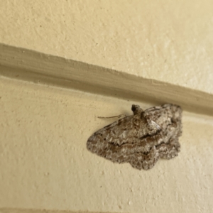 Didymoctenia exsuperata at Surf Beach, NSW - 25 Aug 2023