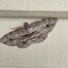 Didymoctenia exsuperata at Surf Beach, NSW - 25 Aug 2023