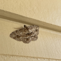 Didymoctenia exsuperata at Surf Beach, NSW - 25 Aug 2023