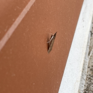 Uresiphita ornithopteralis at Surf Beach, NSW - 25 Aug 2023