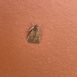 Uresiphita ornithopteralis at Surf Beach, NSW - 25 Aug 2023 01:02 PM