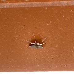 Uresiphita ornithopteralis at Surf Beach, NSW - 25 Aug 2023 01:02 PM