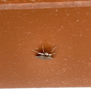 Uresiphita ornithopteralis at Surf Beach, NSW - 25 Aug 2023