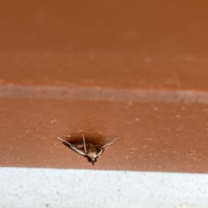 Uresiphita ornithopteralis at Surf Beach, NSW - 25 Aug 2023