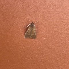 Uresiphita ornithopteralis at Surf Beach, NSW - 25 Aug 2023 01:02 PM