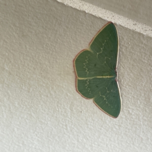 Chlorocoma vertumnaria at Surf Beach, NSW - 25 Aug 2023 01:01 PM