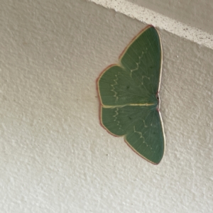 Chlorocoma vertumnaria at Surf Beach, NSW - 25 Aug 2023