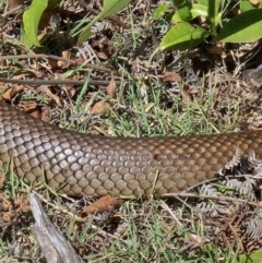 Pseudonaja textilis (Eastern Brown Snake) at Booderee National Park - 25 Aug 2023 by AaronClausen