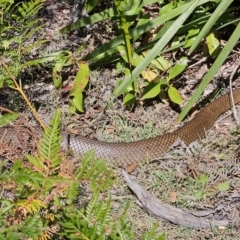 Pseudonaja textilis at Jervis Bay, JBT - 25 Aug 2023 12:16 PM