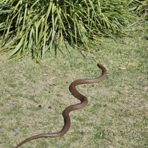 Pseudonaja textilis at Jervis Bay, JBT - 25 Aug 2023 12:16 PM