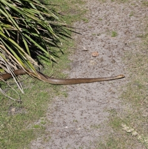 Pseudonaja textilis at Jervis Bay, JBT - 25 Aug 2023