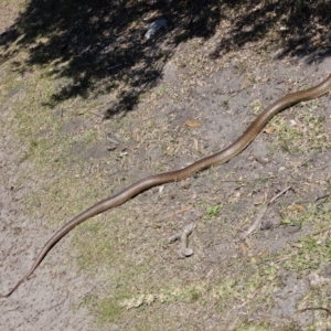 Pseudonaja textilis at Jervis Bay, JBT - 25 Aug 2023 12:16 PM