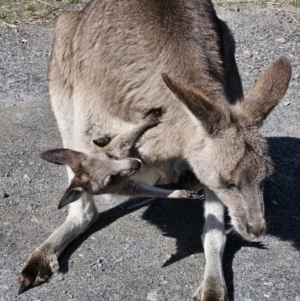 Macropus giganteus at Jervis Bay, JBT - 25 Aug 2023 01:13 PM