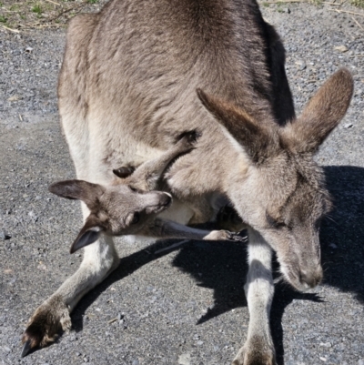 Macropus giganteus (Eastern Grey Kangaroo) at Booderee National Park - 25 Aug 2023 by AaronClausen