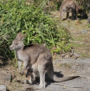 Macropus giganteus at Jervis Bay, JBT - 25 Aug 2023 01:13 PM